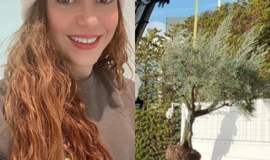Shakira manda a desenterrar un árbol que se encontraba en su antigua casa con PIQUE