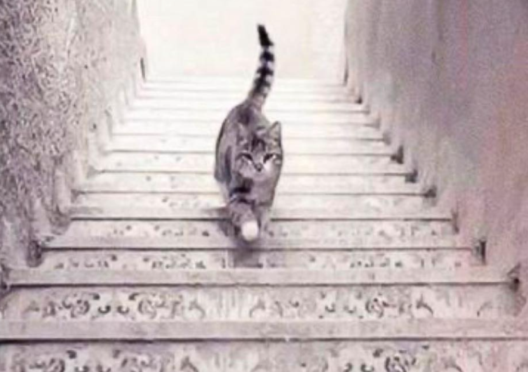 ¿Este gato sube o baja las escaleras?